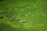 Zebras in the Okavango Delta